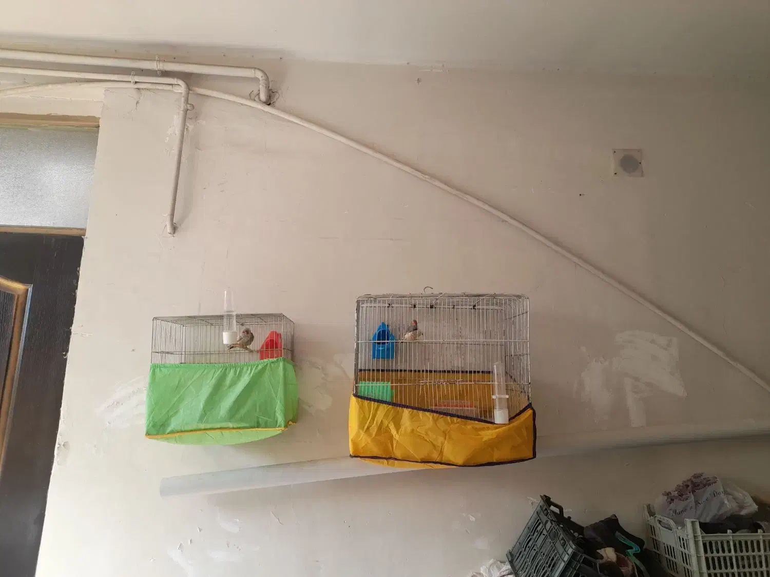 ۶تافنچ با دوتا قفس|پرنده|کرمانشاه, |دیوار