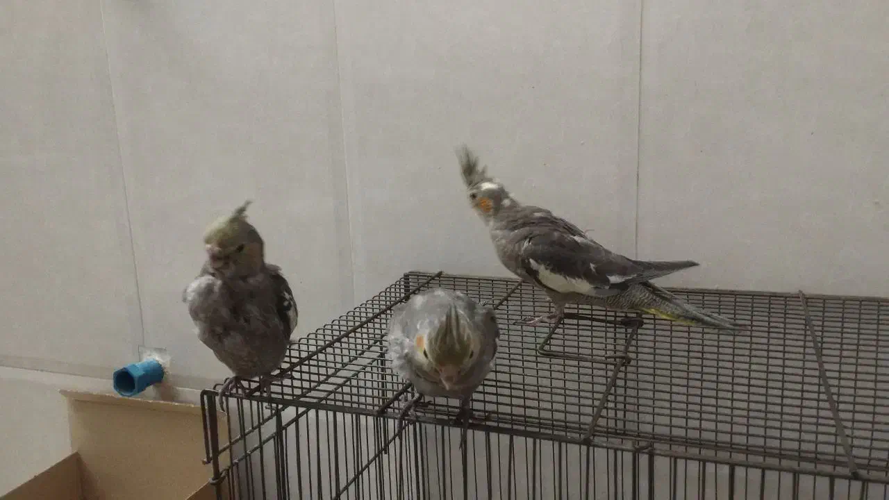 جوجه عروس هلندی|پرنده|یزد, |دیوار