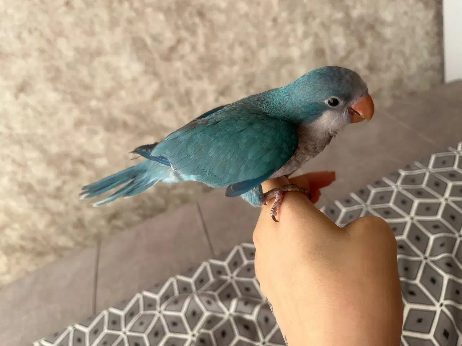 گمشده|حیوانات|بیجار, |دیوار