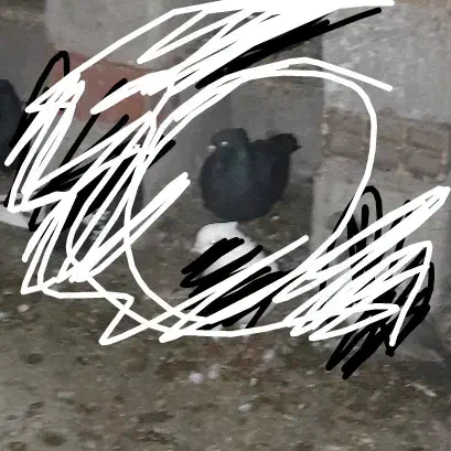 کبوتر|پرنده|ماسال, |دیوار