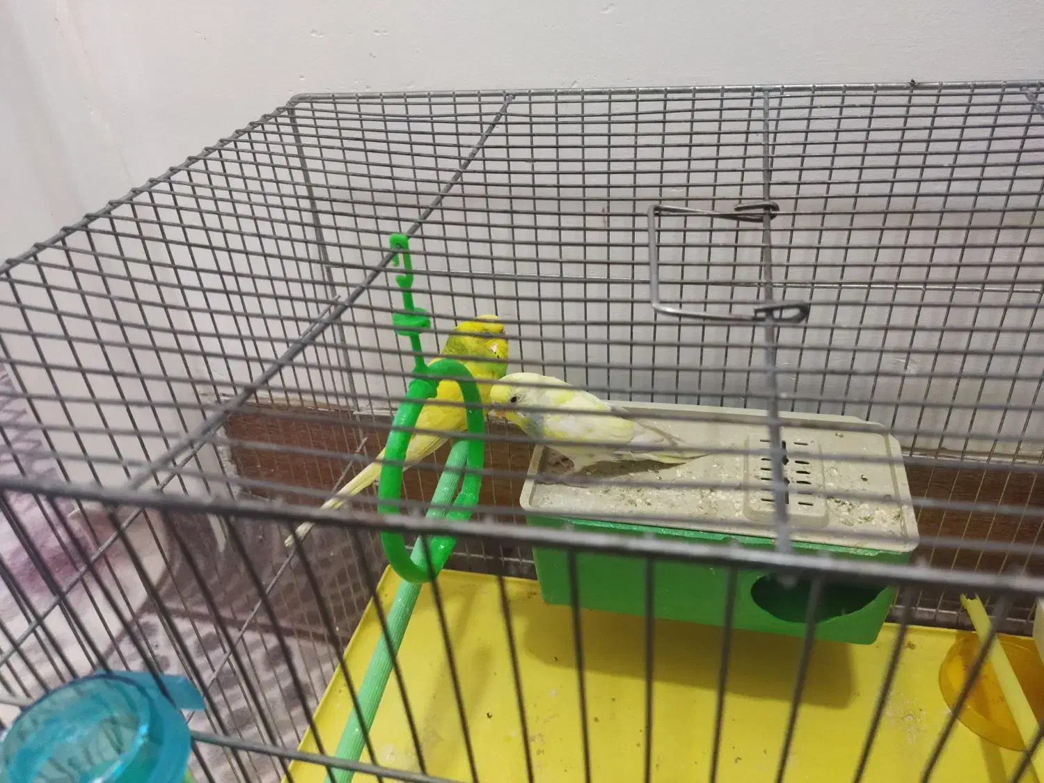 مرغ عشق نر و ماده جفت|پرنده|محلات, |دیوار