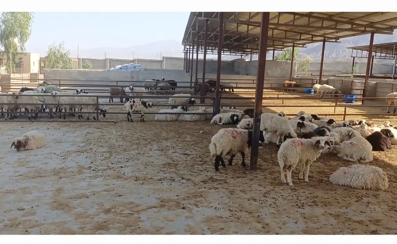 بره، میش، بز، بره شیری و گوسفند فروشی|حیوانات مزرعه|کاشان, خزاق|دیوار