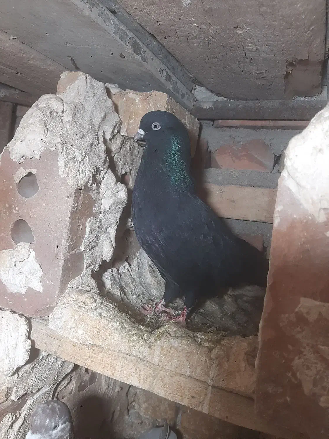 کبوتر زینتی زاغ|پرنده|ایواوغلی, |دیوار