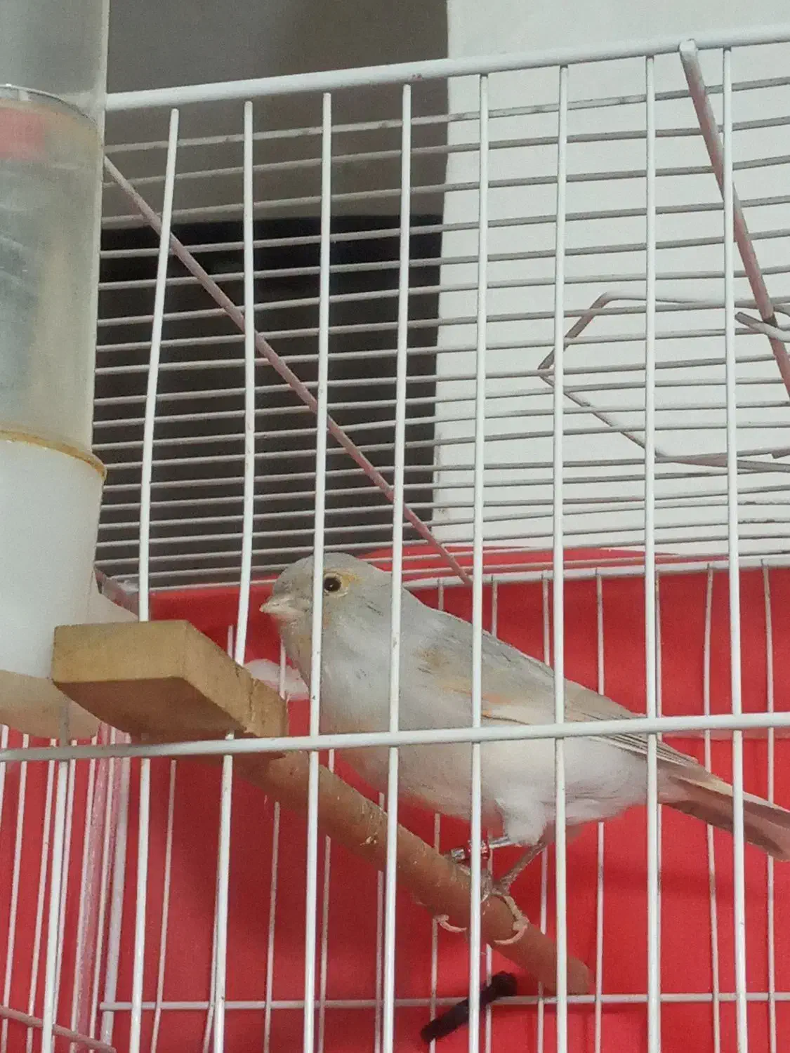 قناری سیلور نقرهای سفید|پرنده|مشهد, شهید معقول|دیوار