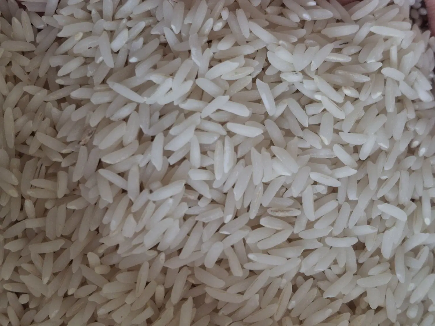 انواع برنج شمال مستقیم بدون واسطه|خوردنی و آشامیدنی|تهران, استقلال|دیوار