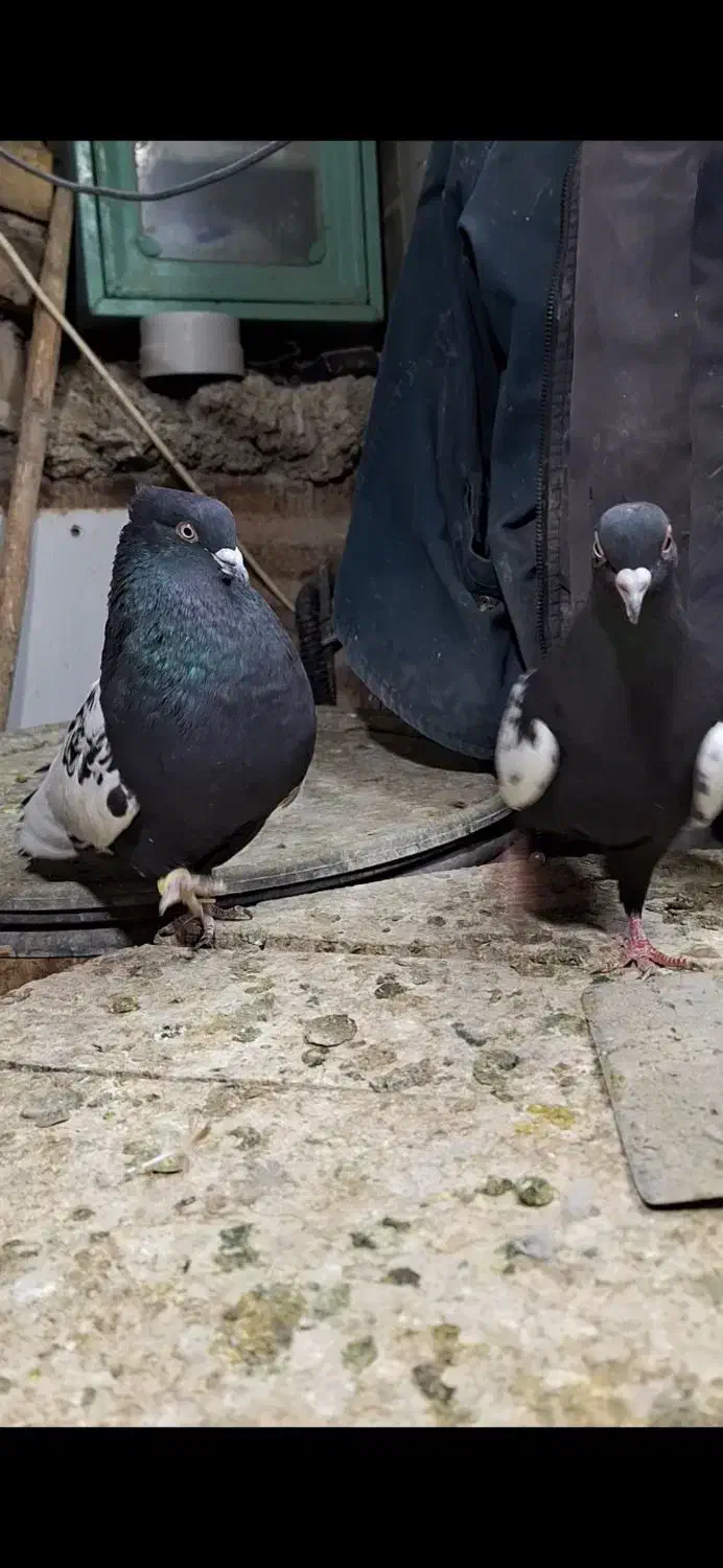 کفتر سینه سیاه|پرنده|شیراز, شیخ علی چوپان|دیوار