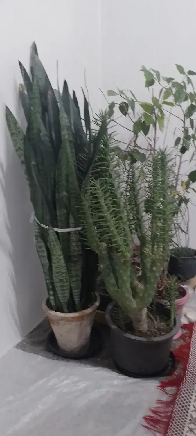 دو عدد گل|گل و گیاه طبیعی|کشکسرای, |دیوار