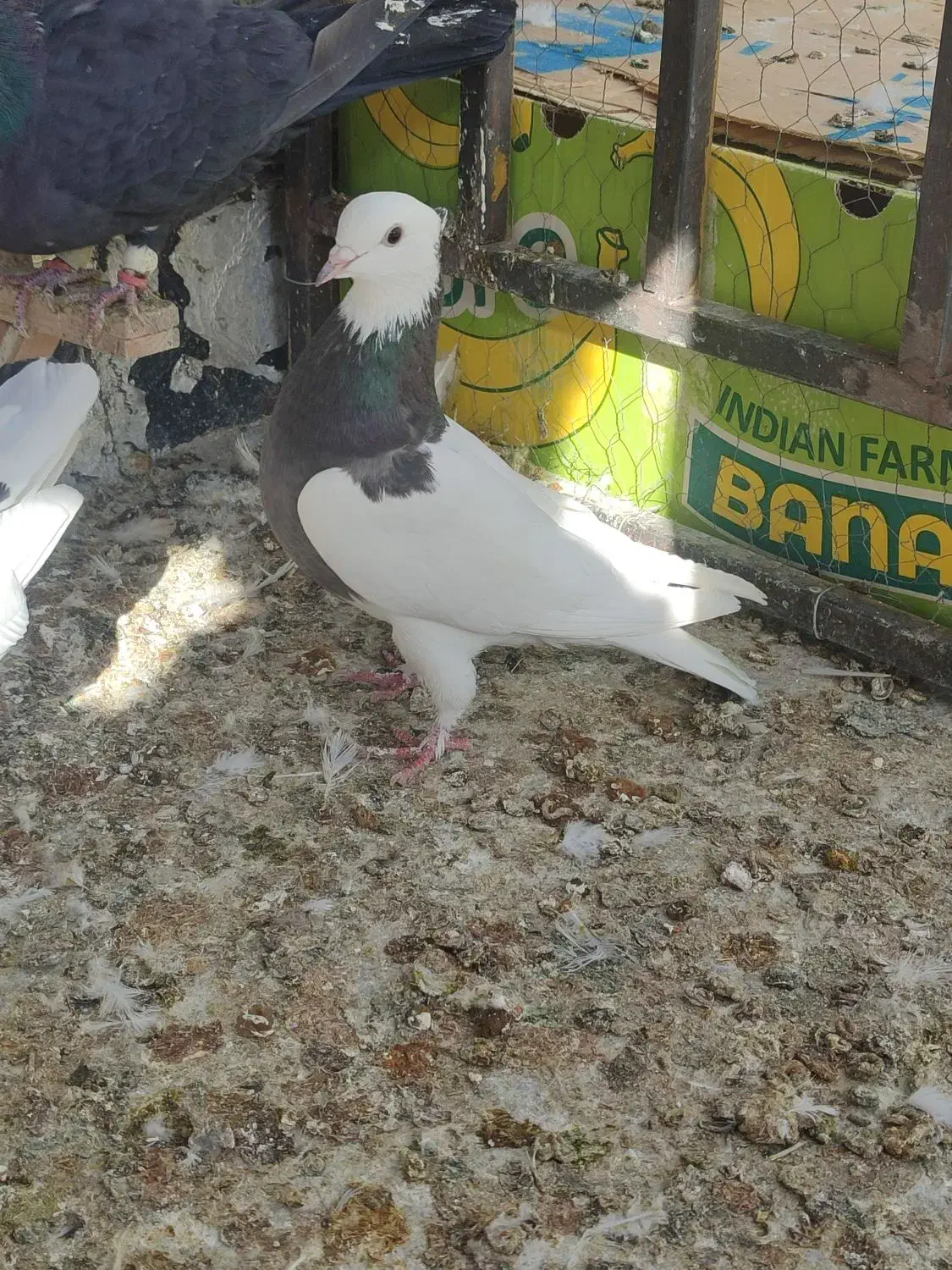 طوقی و کله سیاه|پرنده|بجنورد, |دیوار