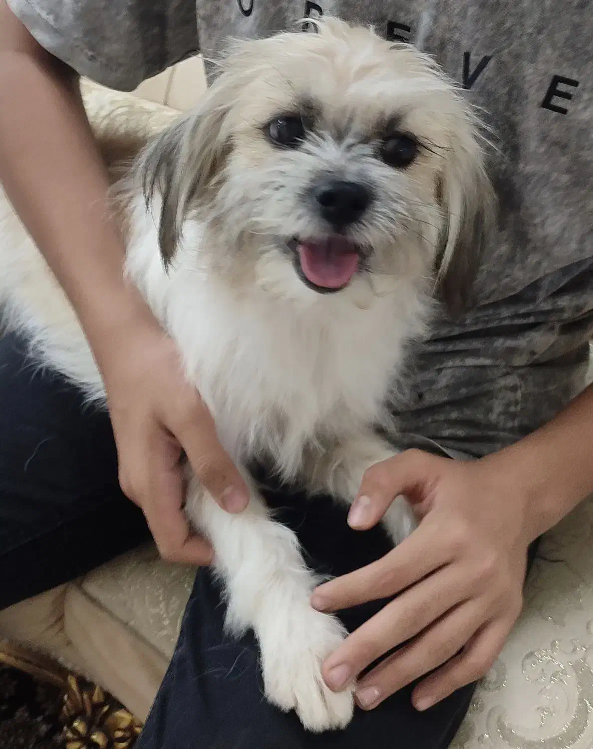 سگ اپارتمانی|سگ|قم, زنبیل آباد|دیوار