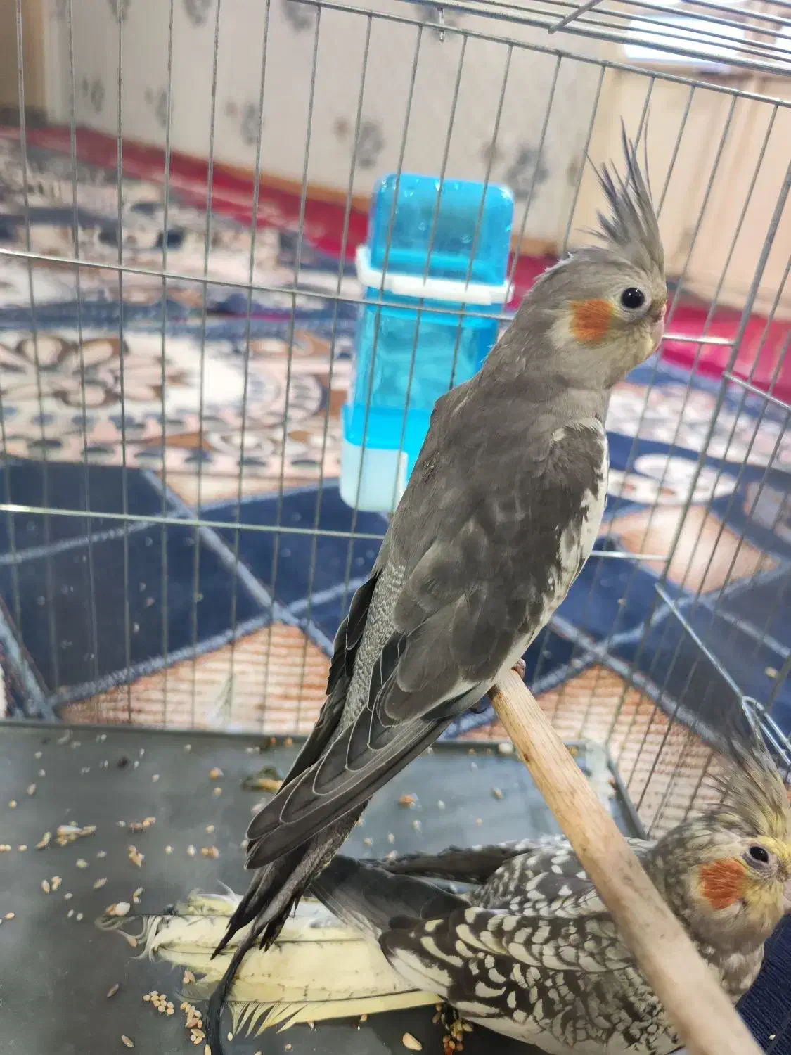 عروس پاریس هلندی جفت|پرنده|سوسنگرد, |دیوار