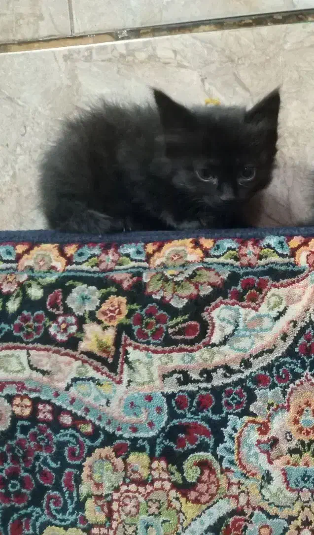 گربه خانگی|گربه|برازجان, |دیوار