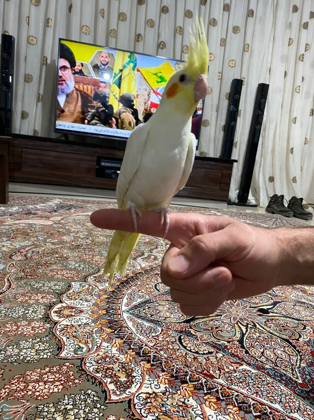 جوجه عروس هلندی|پرنده|گلبهار, نوبهار|دیوار