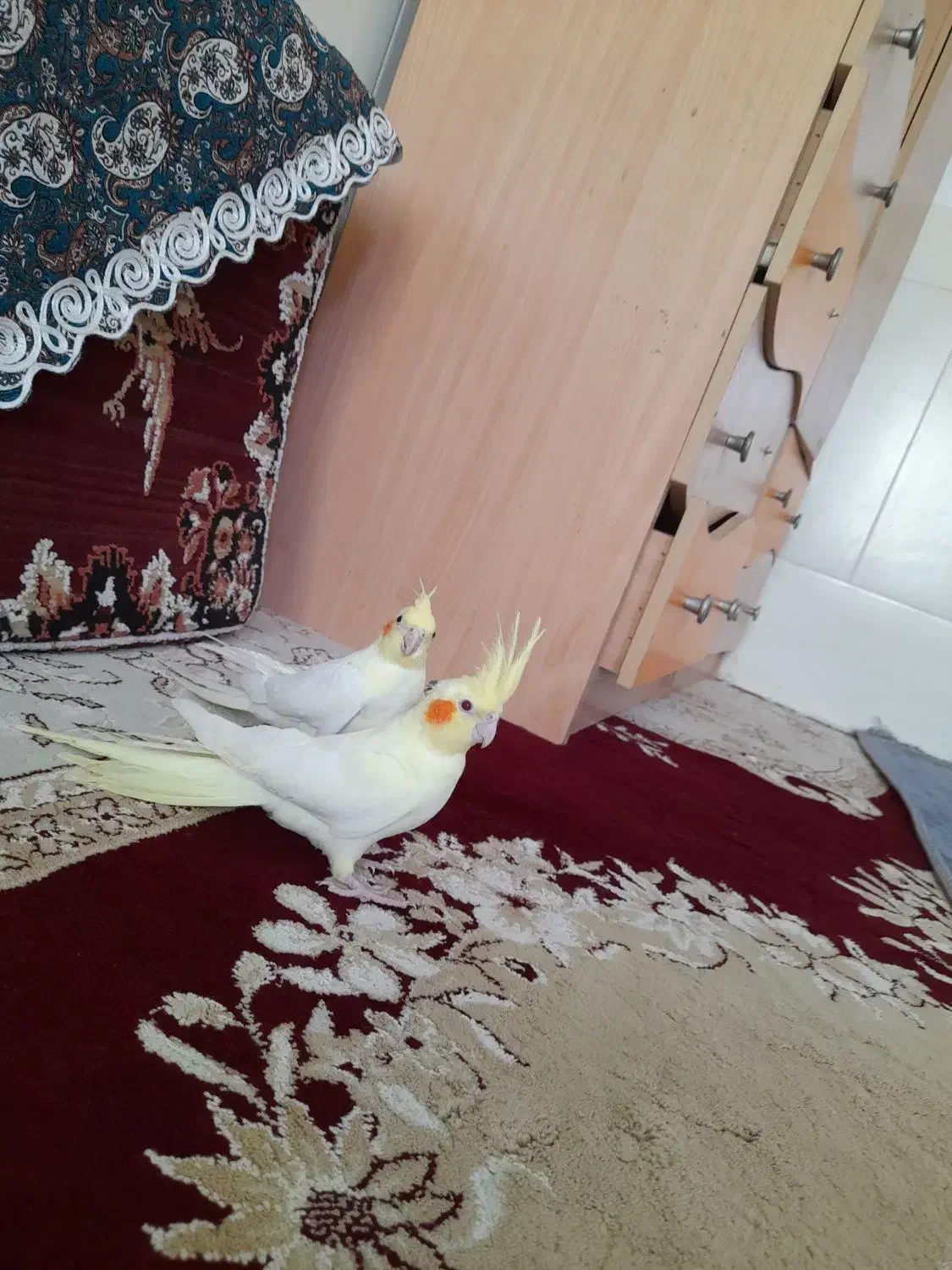 دو عدد عروس هلندی نر  رام|پرنده|بافت, |دیوار