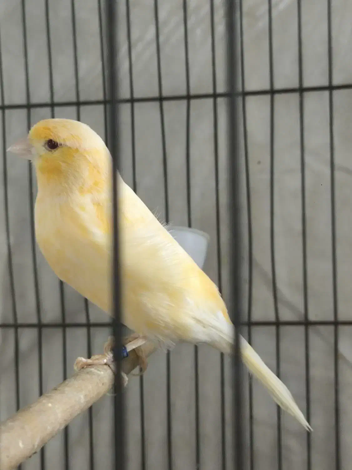 فروش دو عدد قناری ..نر و‌ماده|پرنده|بندر ماهشهر, |دیوار