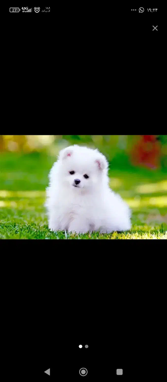 واگزاری سگ قبول میکنم|سگ|محمدشهر, محمدشهر|دیوار