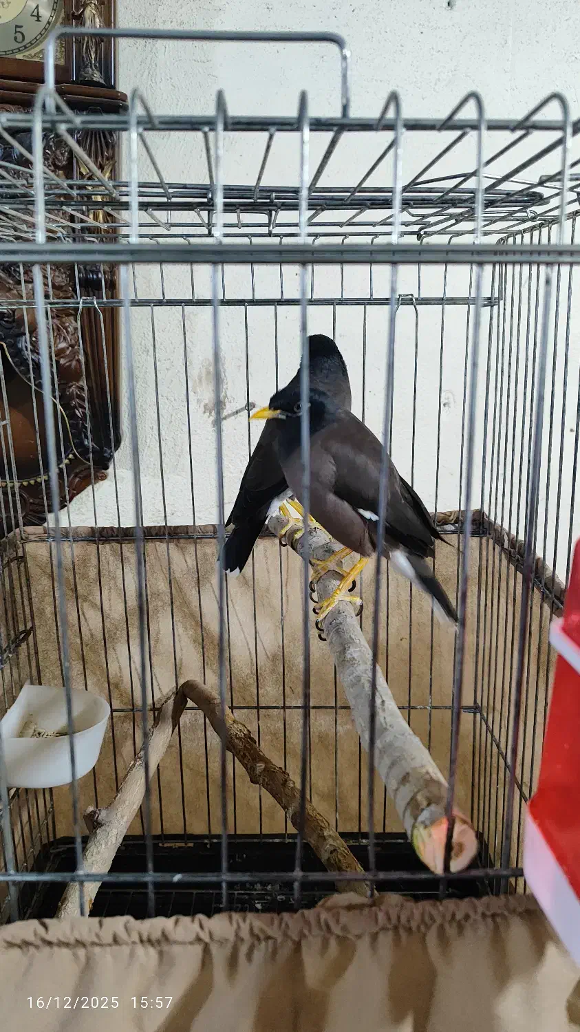 مینا سخنگو|پرنده|بومهن, |دیوار