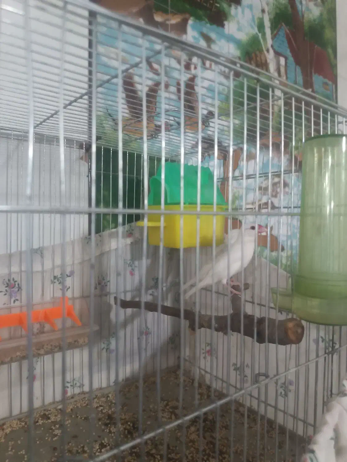 فنج مصری جفت مولد جوان|پرنده|کوهدشت, |دیوار