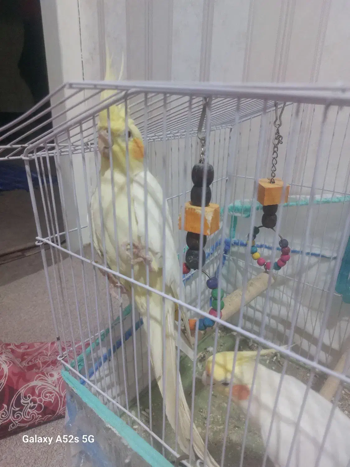 هلندی ماده لوتینو|پرنده|دوگنبدان, |دیوار