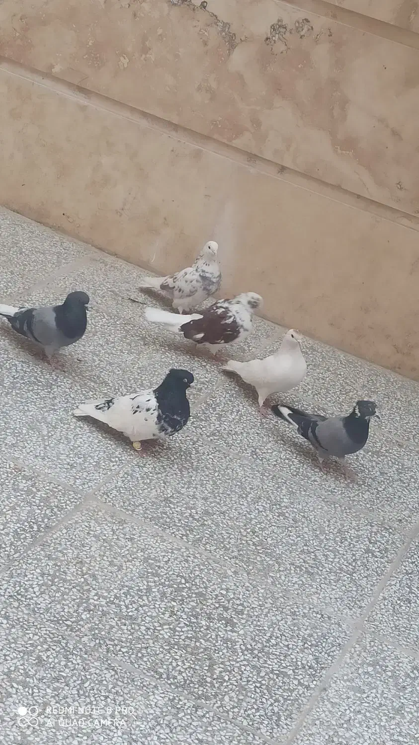 کفتر همه جوره بشرط|پرنده|فولادشهر, فولادشهر|دیوار