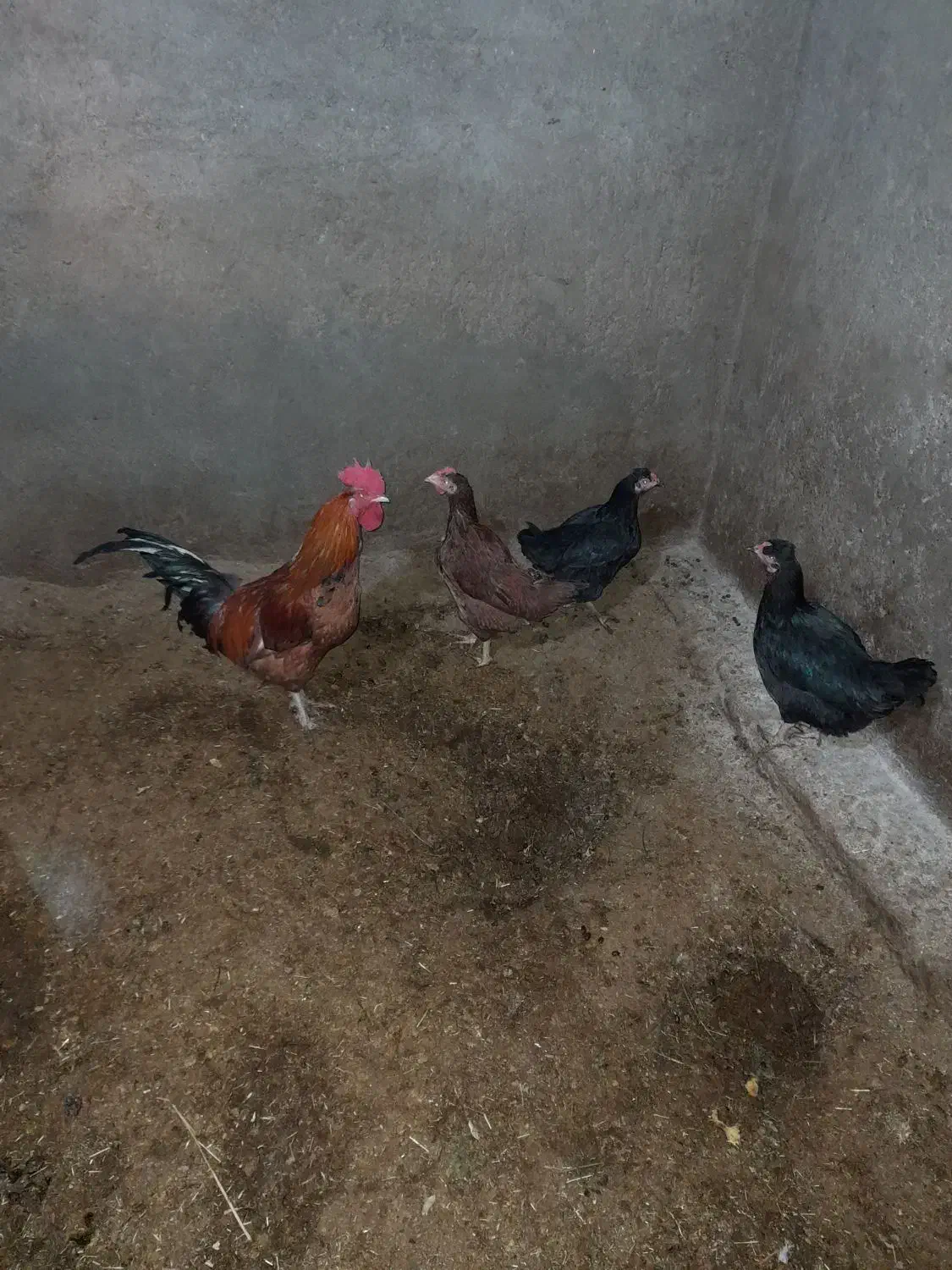 مرغ|پرنده|مود, |دیوار