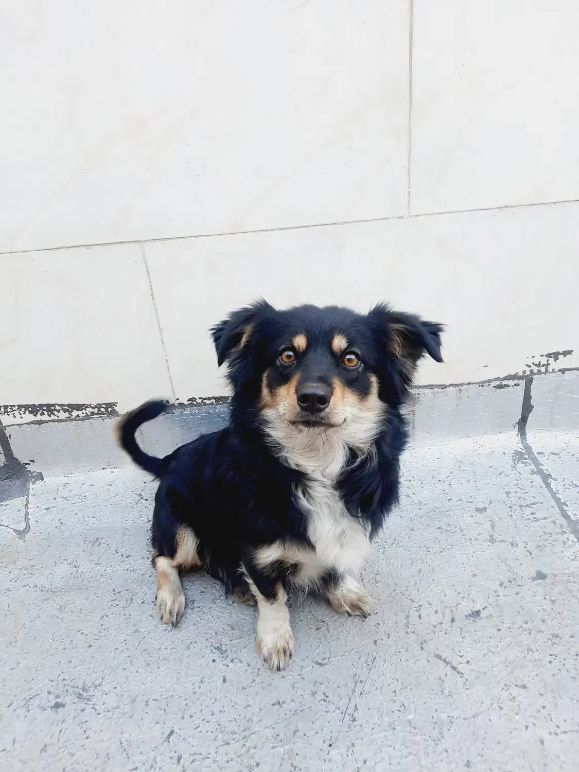 سگ ژرمن اشپیتز|سگ|لنجان, |دیوار