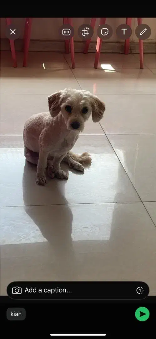 سگ گمشده کیانمهر کرج|سگ|کرج, ساماندهی|دیوار