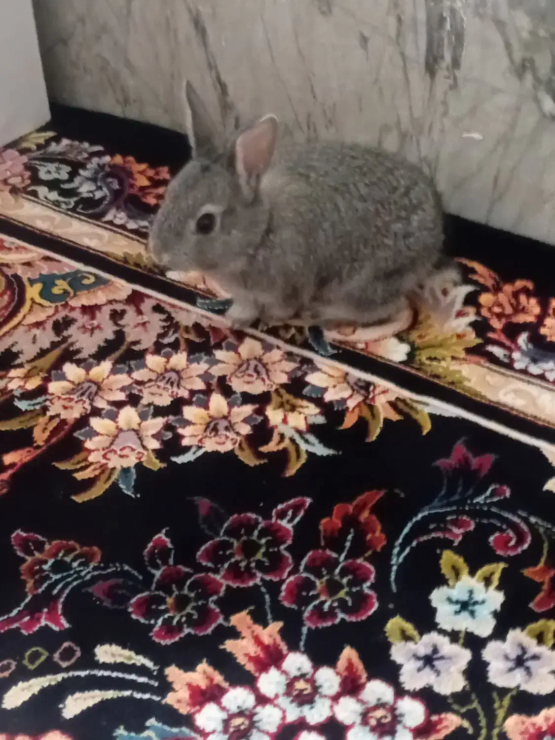 خرگوش خونگی|موش و خرگوش|لنجان, |دیوار