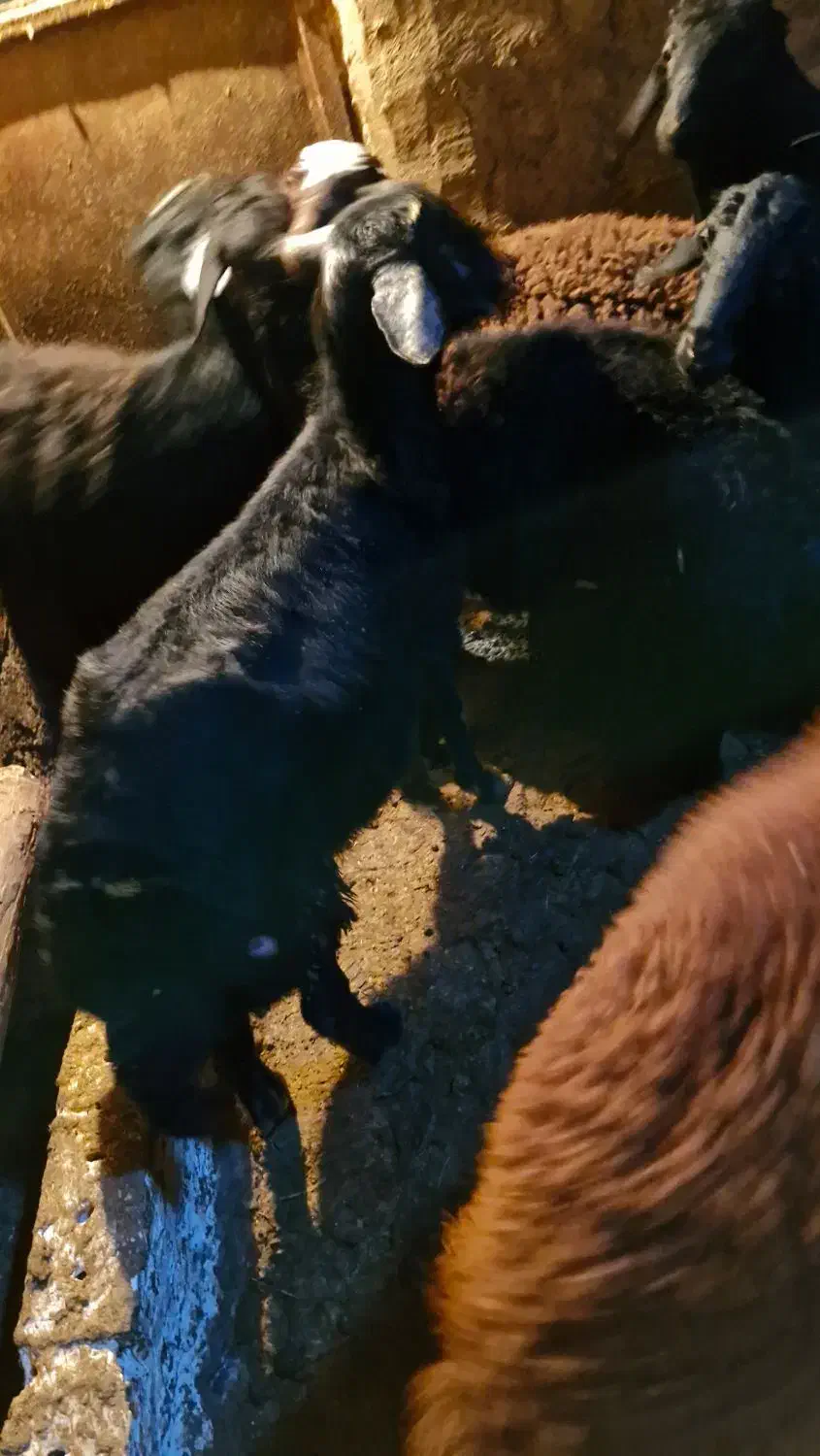 بره نر|حیوانات مزرعه|ماهنشان, |دیوار