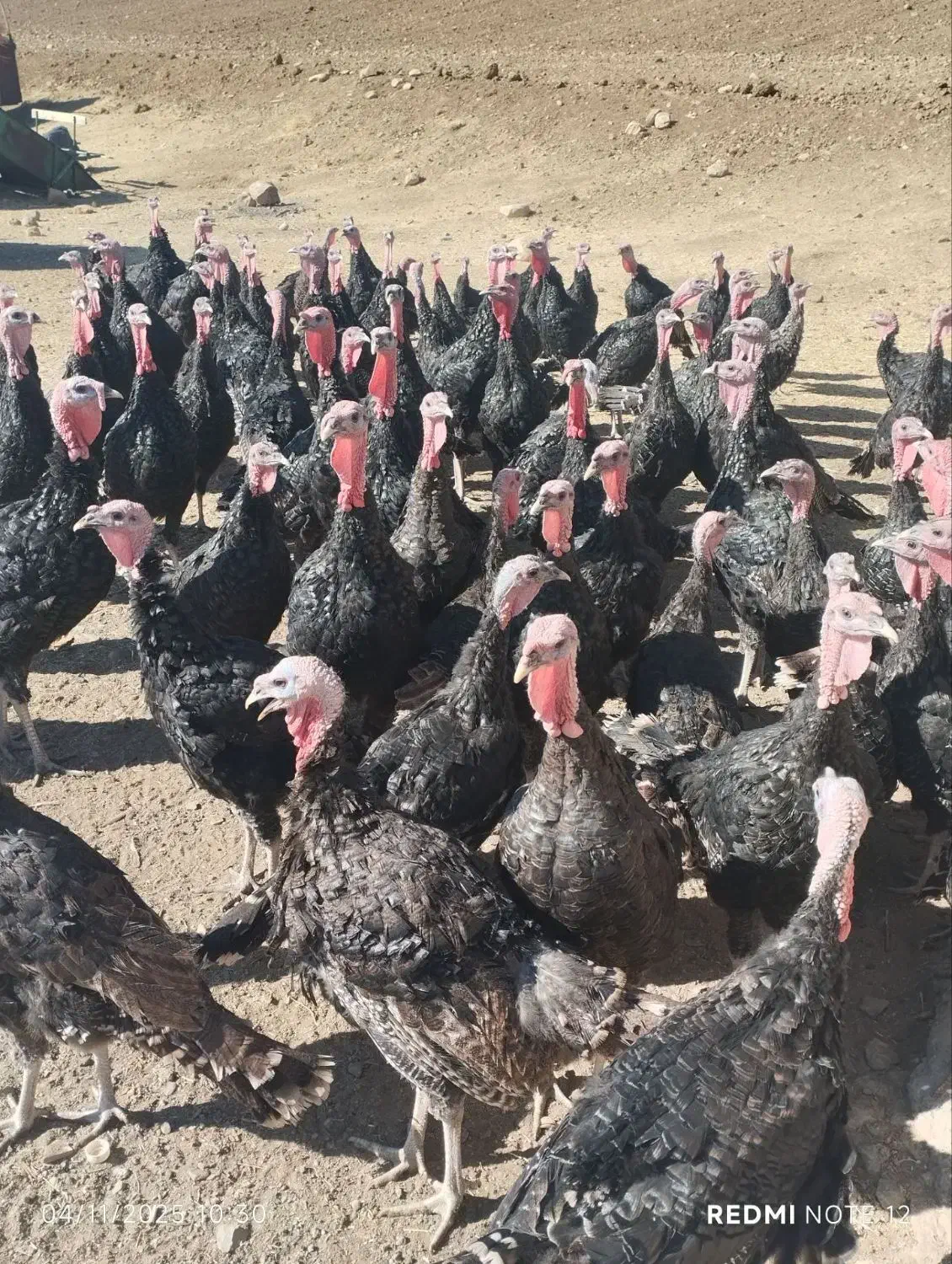 بوقلمون محلی|حیوانات مزرعه|مریوان, |دیوار