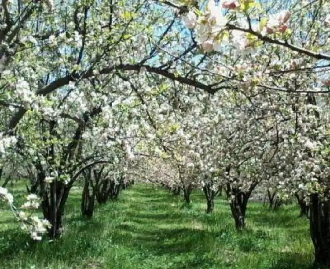 فروش باغ|فروش زمین و ملک کلنگی|همایجان, |دیوار