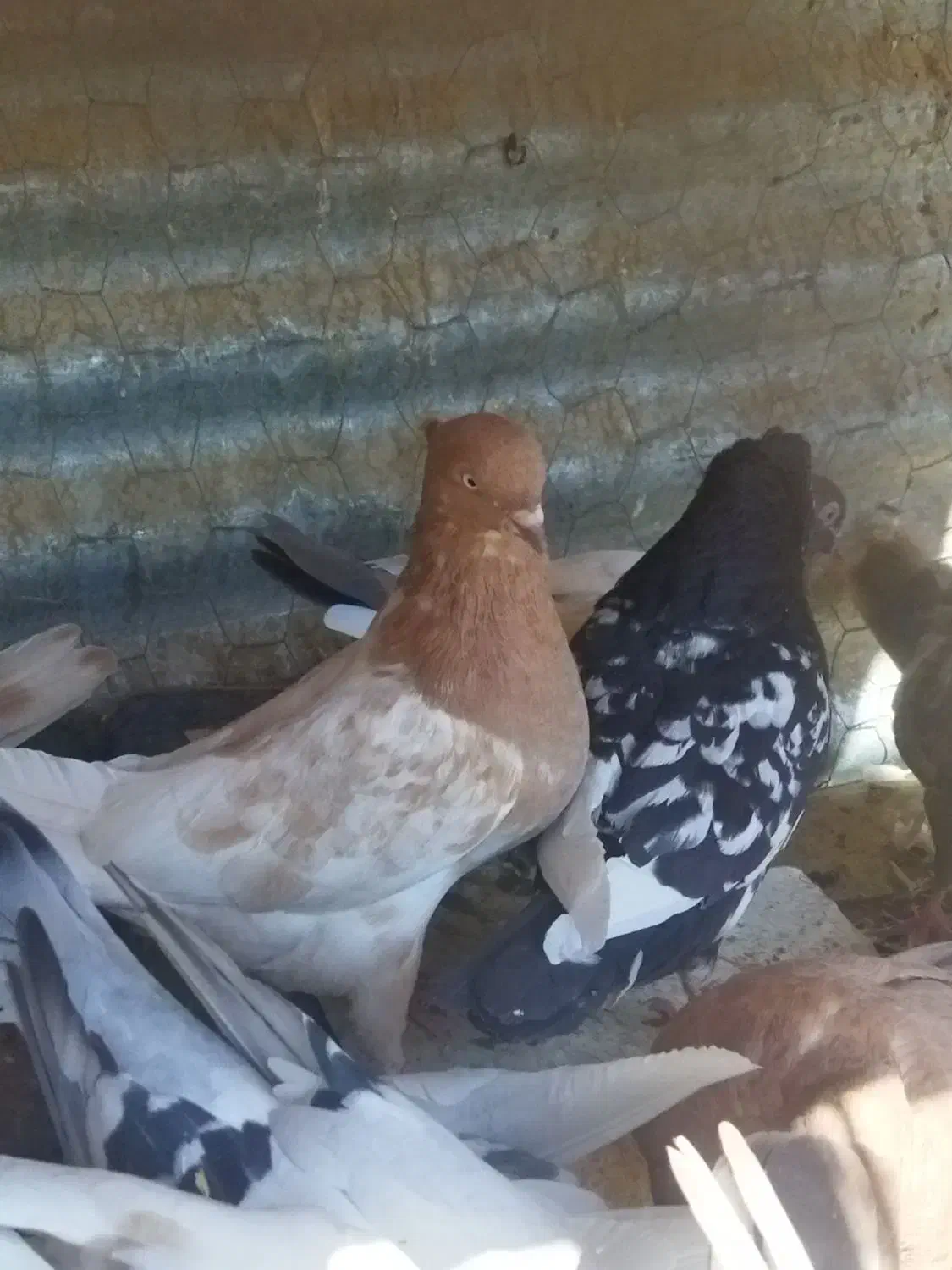 سینه و کله|پرنده|شیراز, برمشور علیا|دیوار