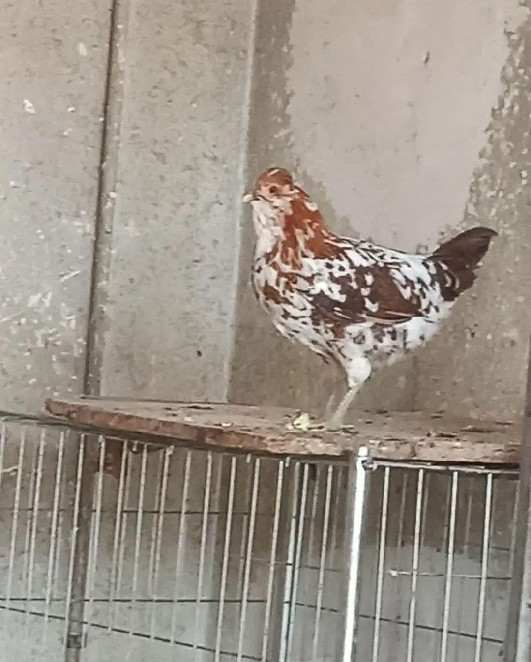 تخم نطفه دار گلین|حیوانات مزرعه|اصفهان, بهارستان (مخابرات)|دیوار