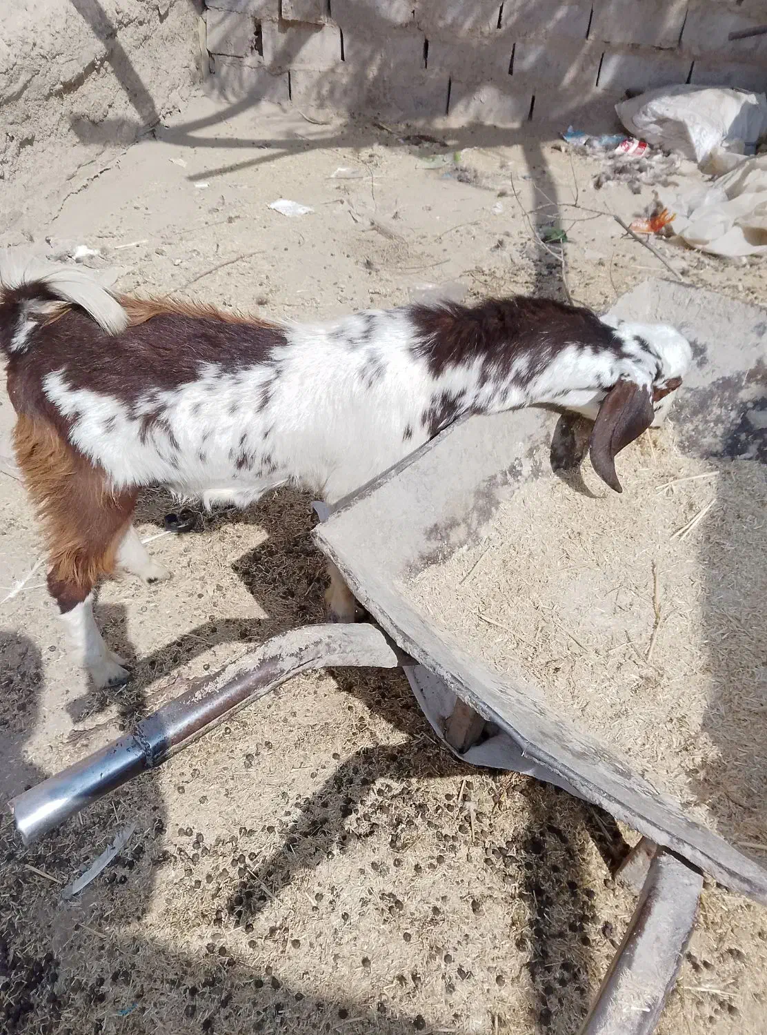 کره فروشی|حیوانات مزرعه|هامون, |دیوار