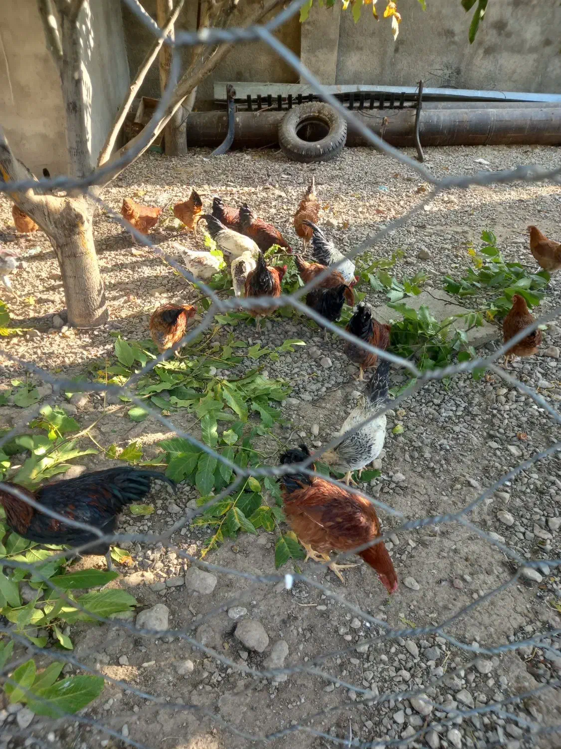 خروس|حیوانات مزرعه|سیلاخور, |دیوار