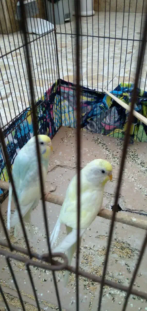 مرغ عشق خانگی|پرنده|کاشان, شهرک انقلاب|دیوار