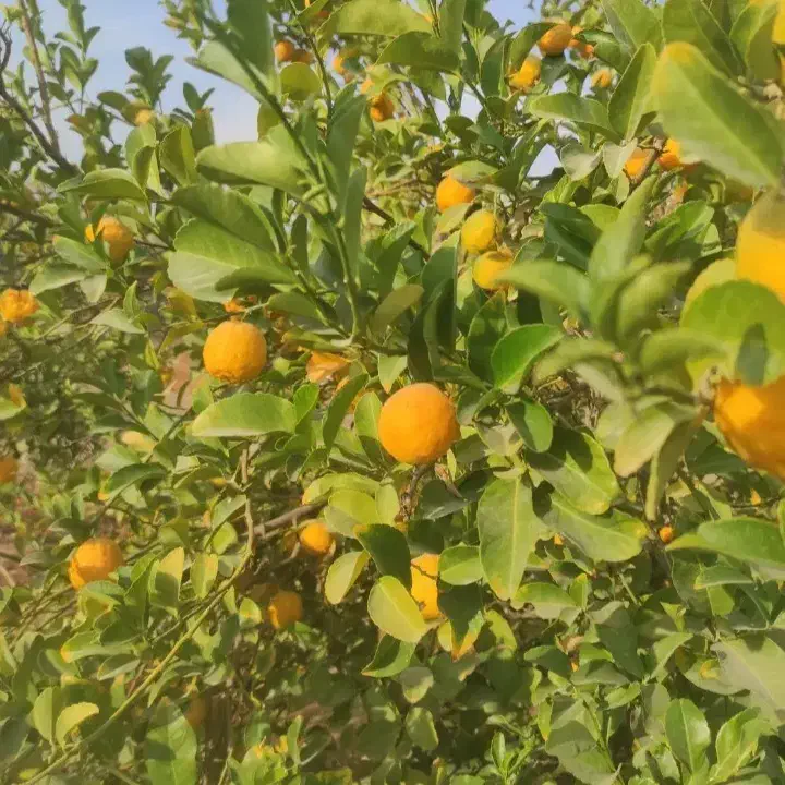 بکرایی|خوردنی و آشامیدنی|نورآباد ممسنی, |دیوار