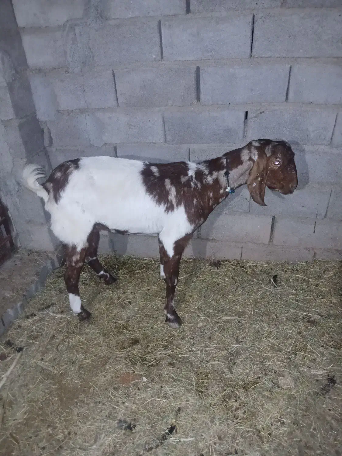 بزدوقلو زا|حیوانات مزرعه|گنبکی, |دیوار