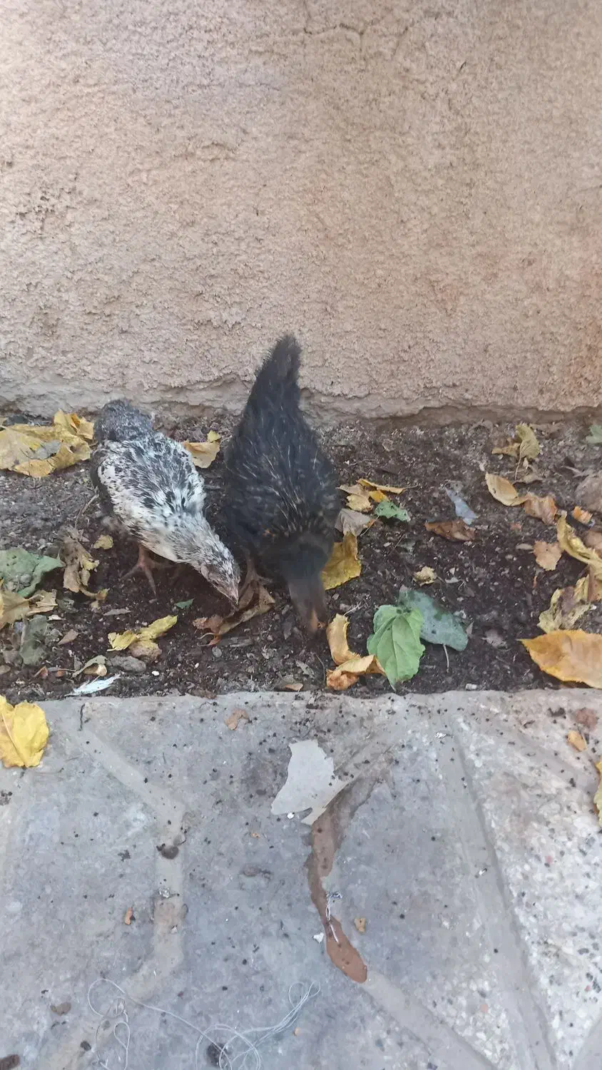 جوجه مرغ محلی|حیوانات مزرعه|مشهد, هفده شهریور|دیوار