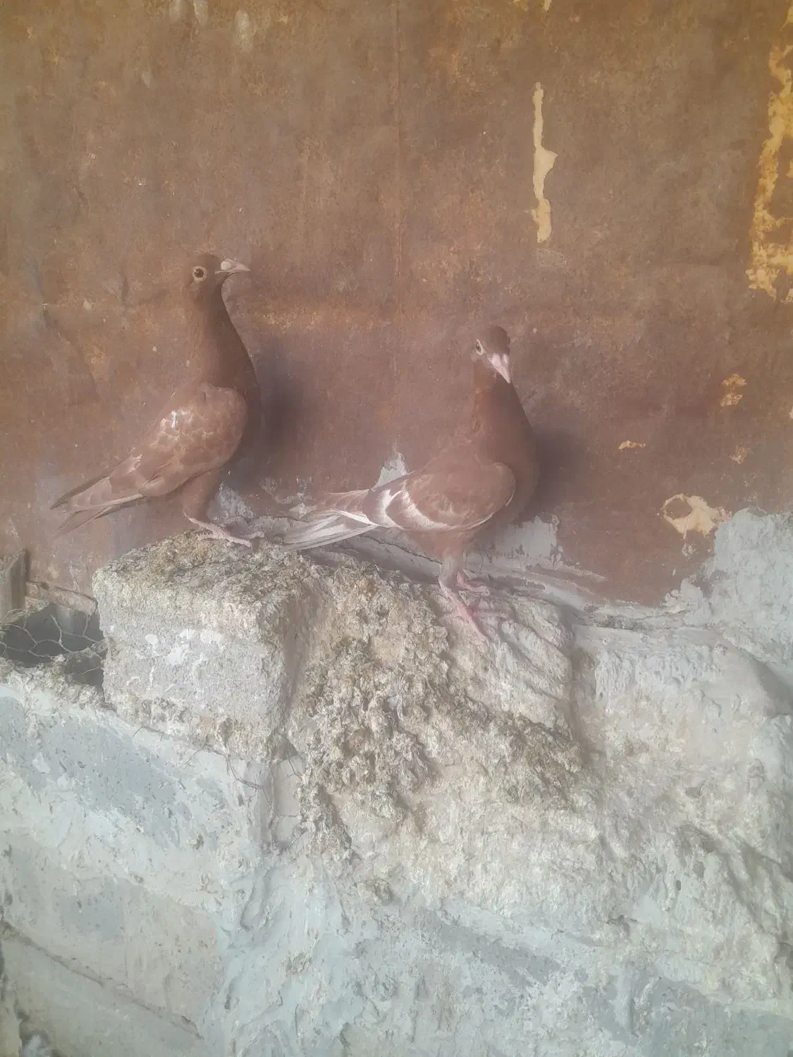 جوجه میولمنز|پرنده|وحدتیه, |دیوار