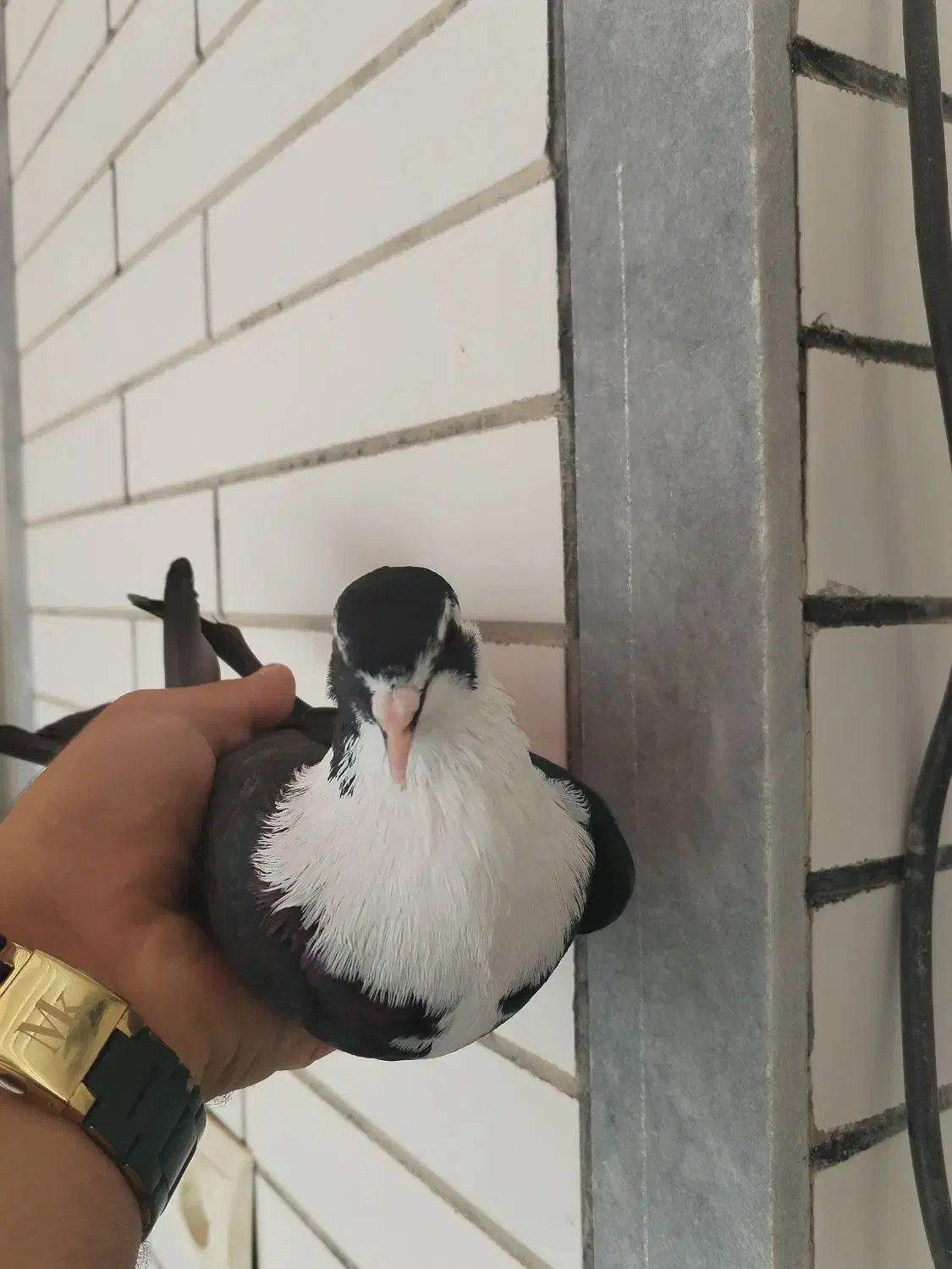 مخمل سیاه جوان (ماده) (کازرون)|پرنده|شیراز, ستارخان|دیوار