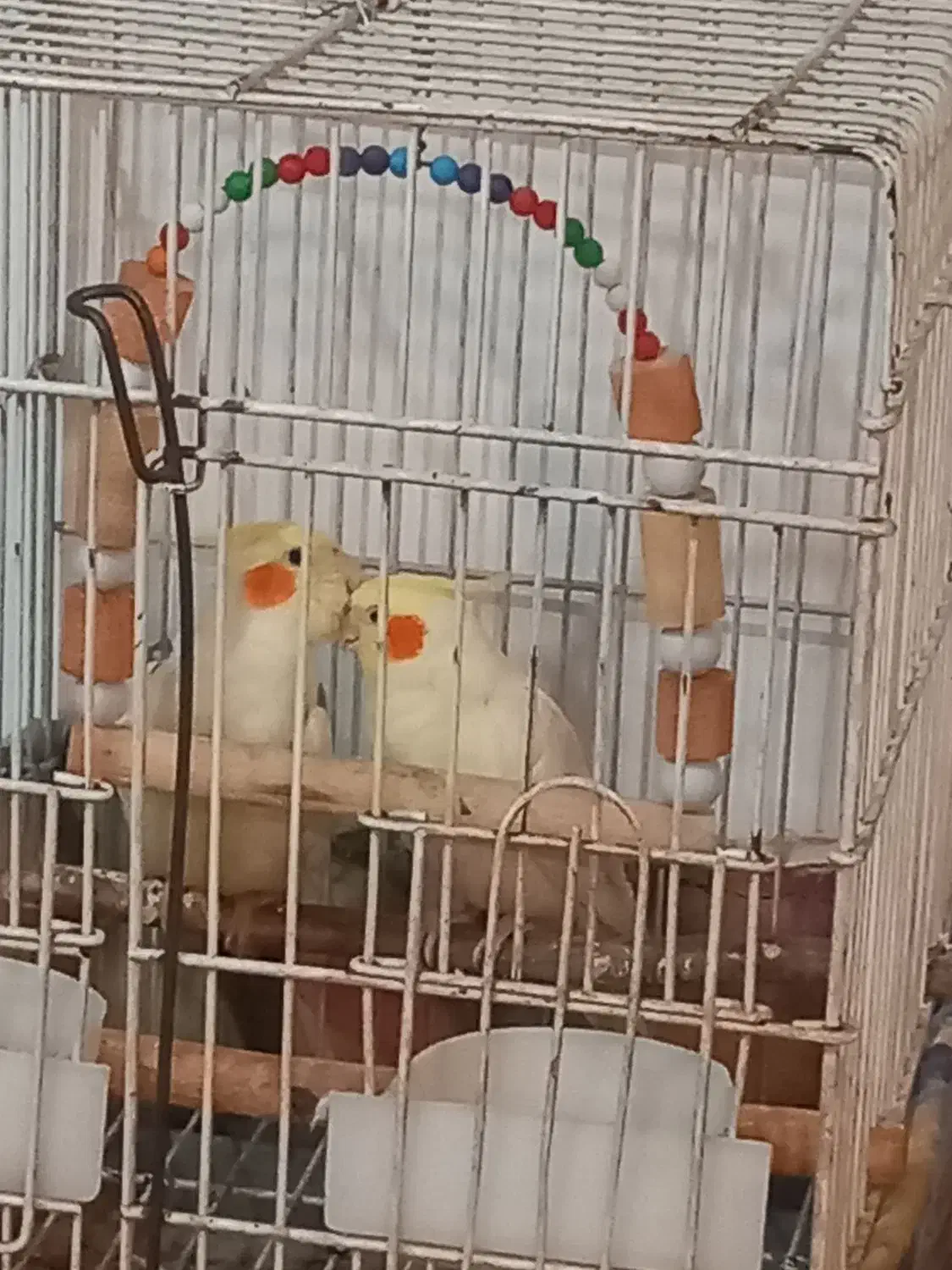 عروس هلندی مولد.|پرنده|چهارباغ, |دیوار