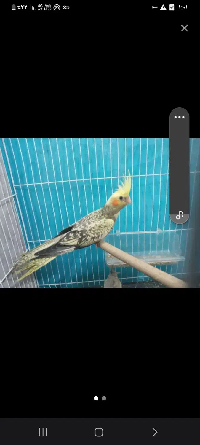 جفتعروسوجفتمرغ عشق|پرنده|تربت جام, معدآباد|دیوار