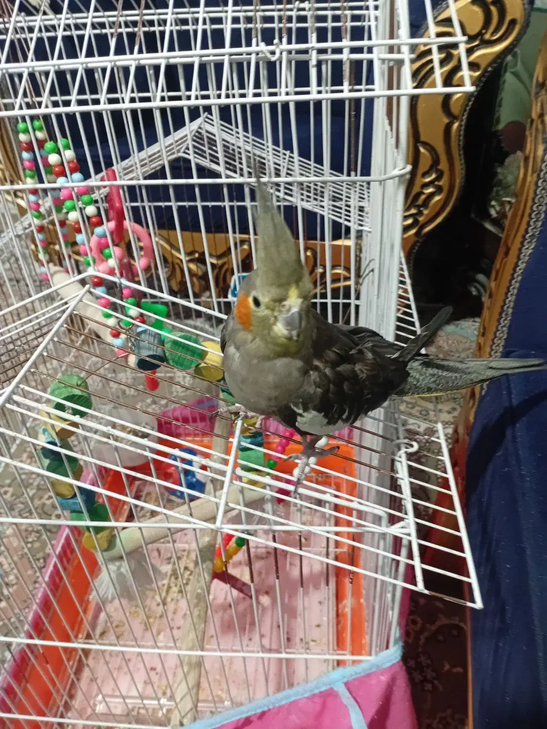 پرنده|پرنده|ساوه, |دیوار