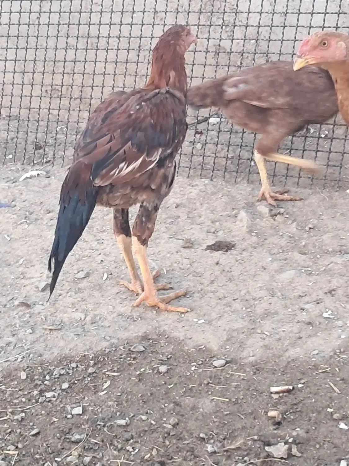 خروس|حیوانات مزرعه|ملکان, |دیوار