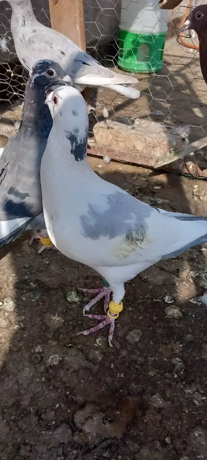 کبوتر|پرنده|نیشابور, عدالت|دیوار