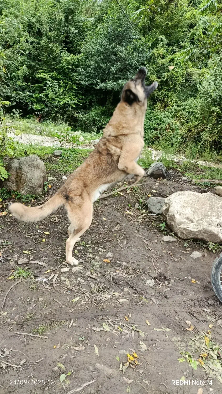 سگ سراب زات قدیم|سگ|تالش, جوکندان|دیوار