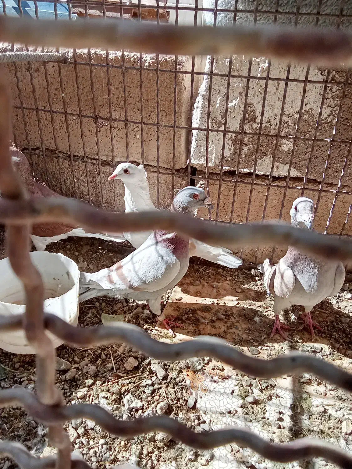 هفت عددکبوترمشتی|پرنده|بالا ولایت, |دیوار