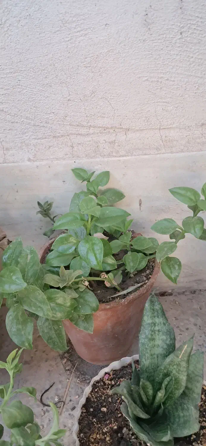 گل طبیعی یخ شاخ بزی|گل و گیاه طبیعی|مشهد, رباط طرق|دیوار