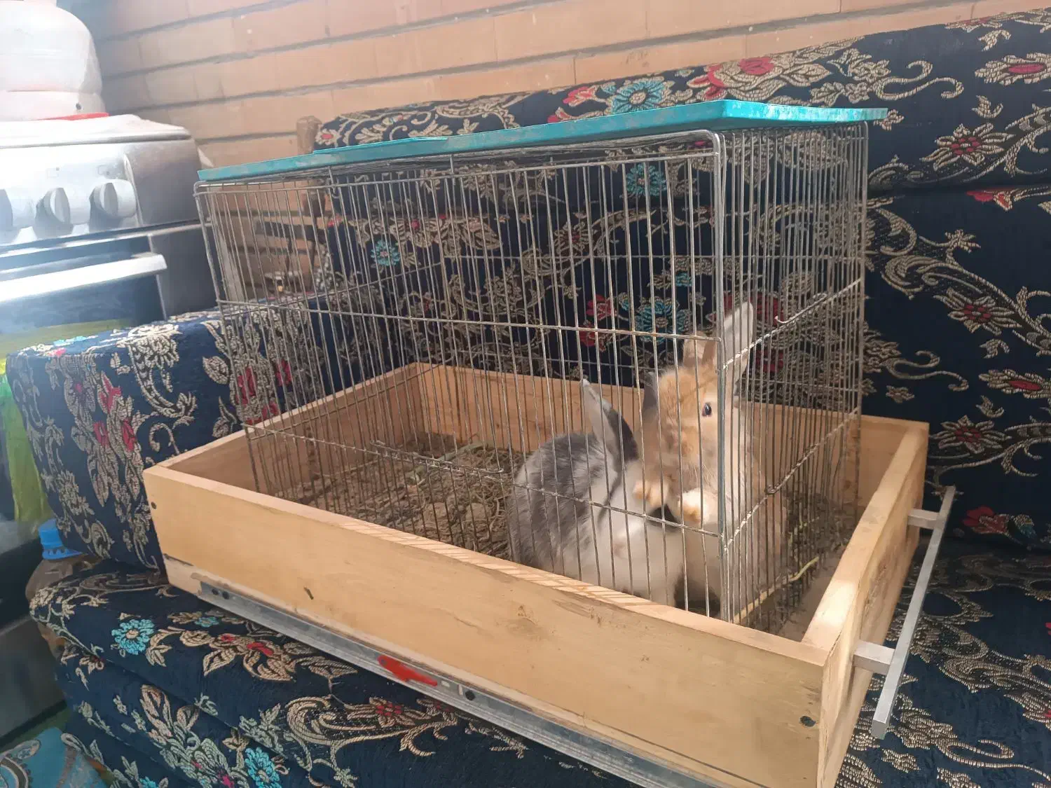 دو عدد خرگوش|موش و خرگوش|فولادشهر, مسکن مهر فولادشهر|دیوار