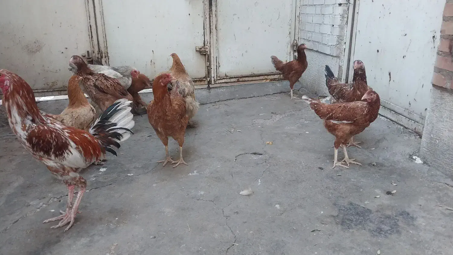 مرغ و خروس برهما و لاری  یکساله|حیوانات مزرعه|پاکدشت, خاتون آباد|دیوار